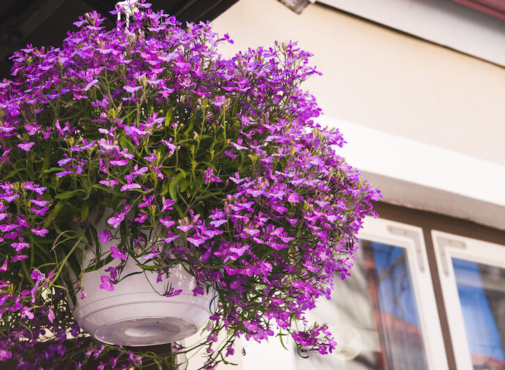 Fiori da balcone pendenti | Piante ricadenti da esterno - Donna Moderna