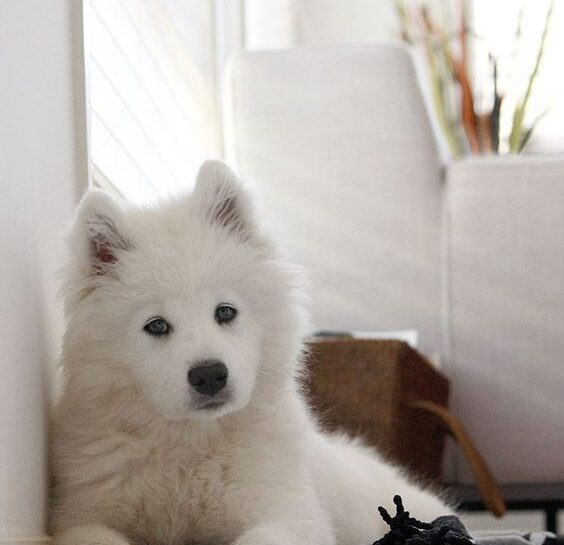 Quale cucciolo adottare?
