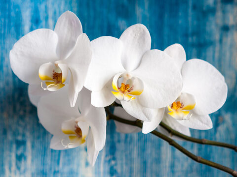 Orchidee: come farle rifiorire