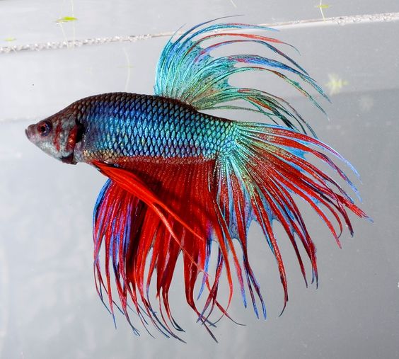 Come prenderti cura del bellissimo pesce combattente