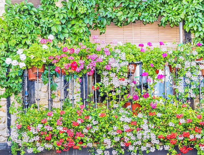 Fiori Da Balcone Pendenti Piante Ricadenti Da Esterno Donna Moderna