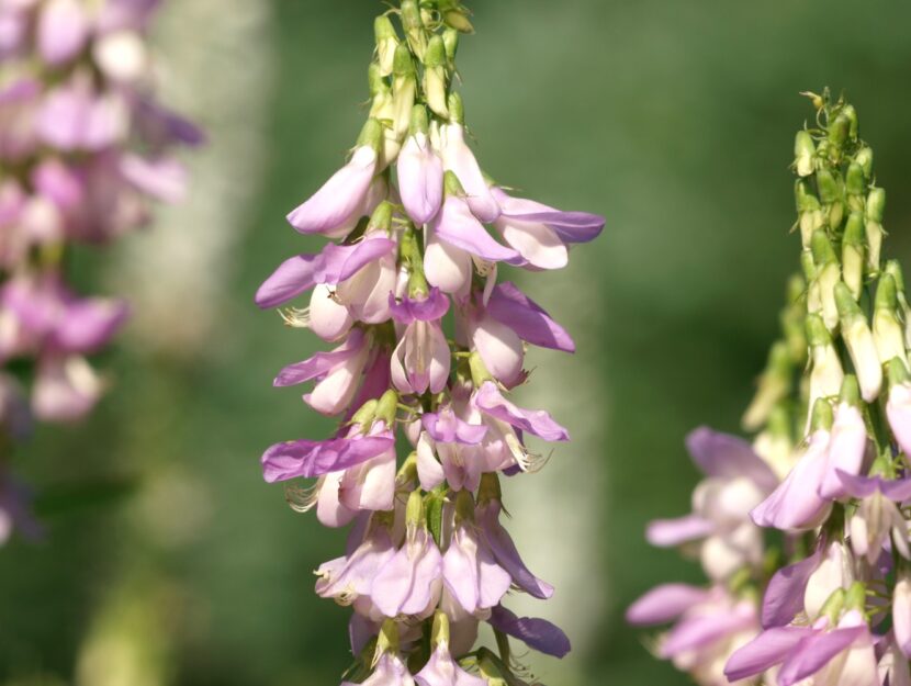 Piante officinali: galega