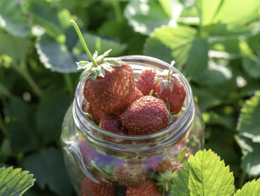 Come coltivare le fragole in balcone