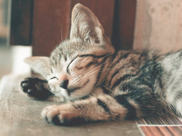 Come accudire un gattino di un mese