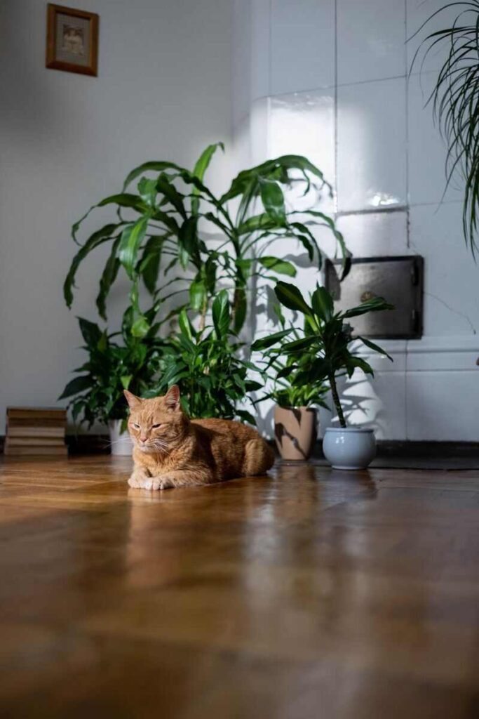 gatto seduto sul pavimento con piante in sfondo