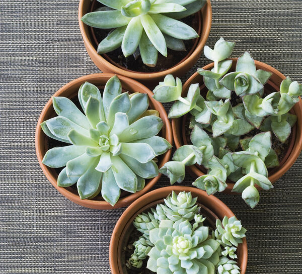 La messa a dimora delle succulente per l'autunno