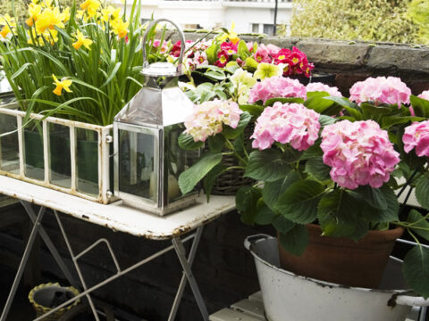 Come mettere a dimora le piante del balcone per l'autunno