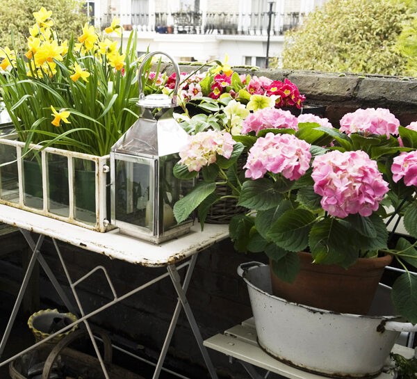 Come mettere a dimora le piante del balcone per l'autunno