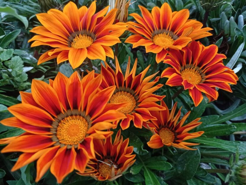 gazania consigli