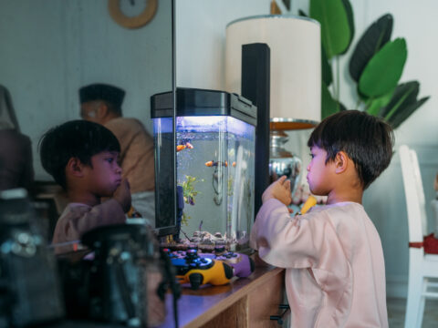 Come pulire un acquario in plexiglass
