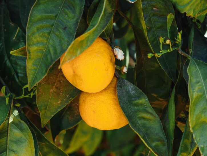 Come travasare una pianta di limone