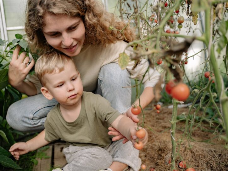 Come coltivare pomodori in giardino o sul balcone di casa