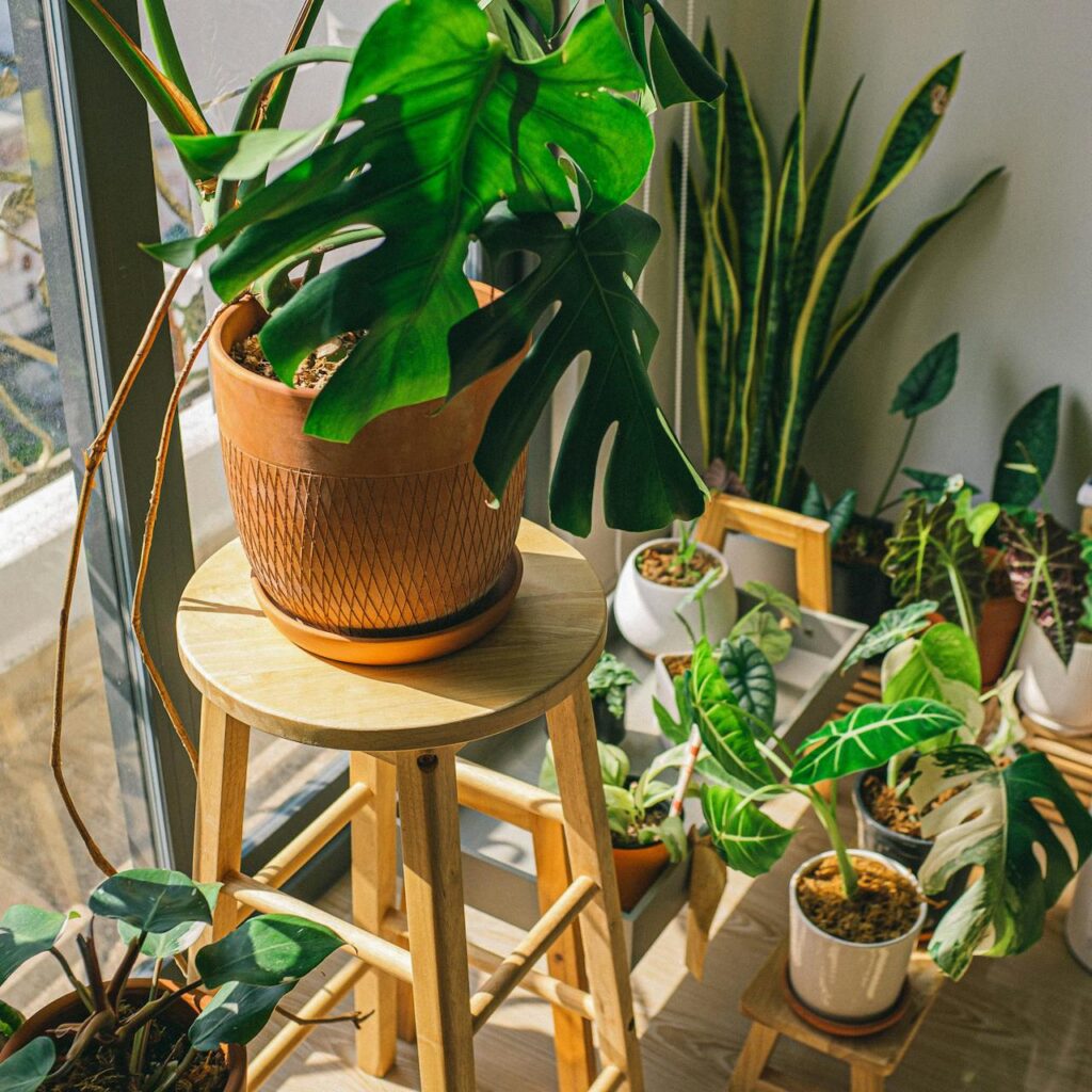 piante in casa davanti alla finestra