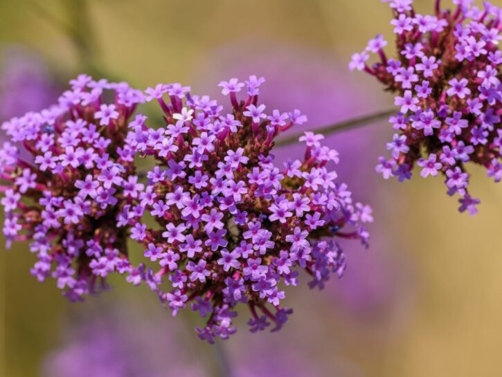 Come coltivare la verbena
