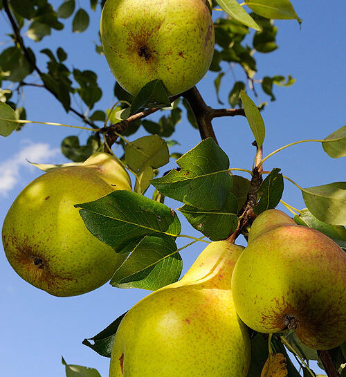 In autunno trapianta gli alberi da frutta
