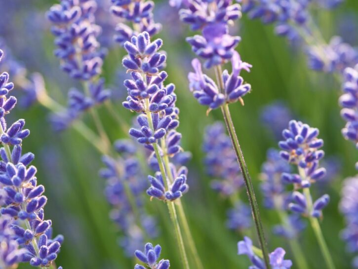 Lavanda