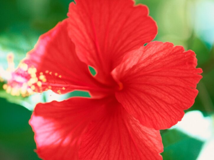 Hibiscus o Ibisco