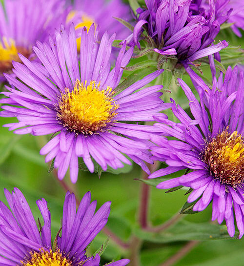 Aster: settembrini