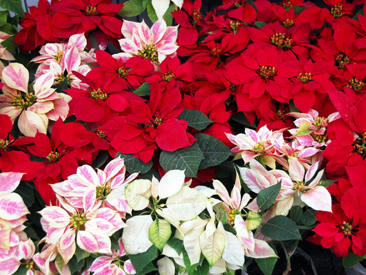 Stella Di Natale Moscia.Euforbia Pianta Grassa E Non Come Coltivarla Donna Moderna