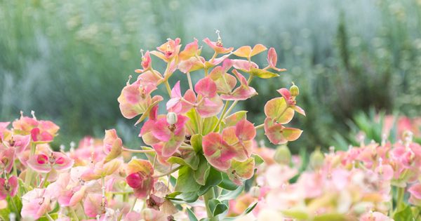 Stella Di Natale Moscia.Euforbia Pianta Grassa E Non Come Coltivarla Donna Moderna