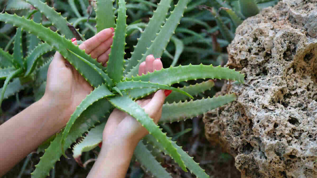mani di donna che tengono pianta di aloe