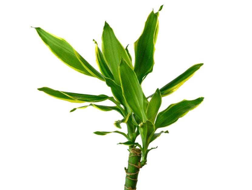 Dracena
