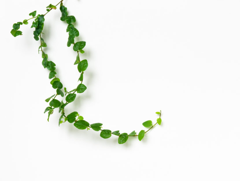 Ficus pumila
