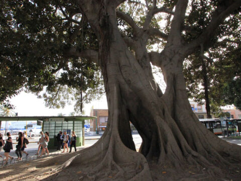 3 libri per chi ama gli alberi