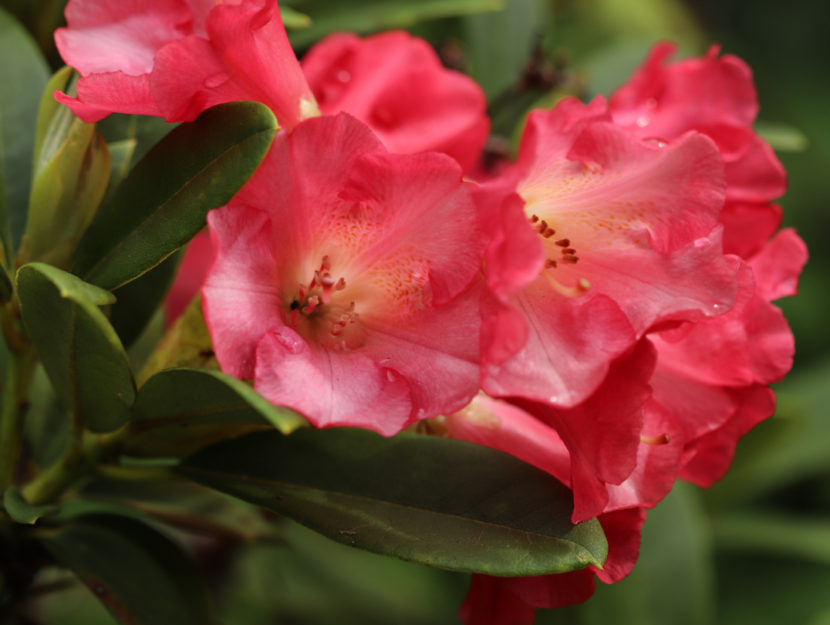 rododendro