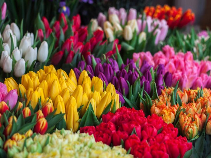 Come conservare i bulbi dei tulipani dopo la fioritura