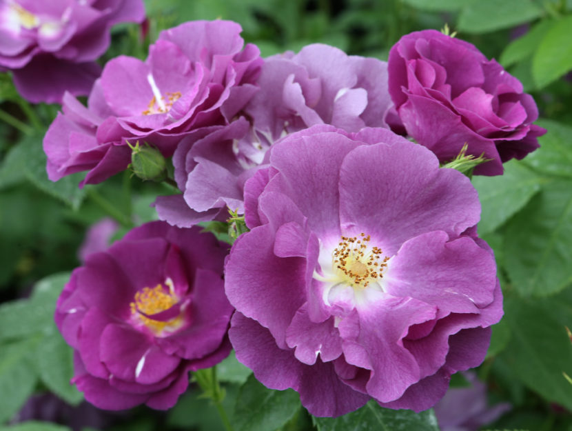viole