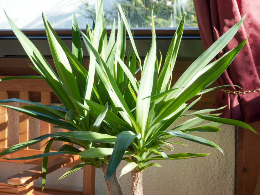 yucca