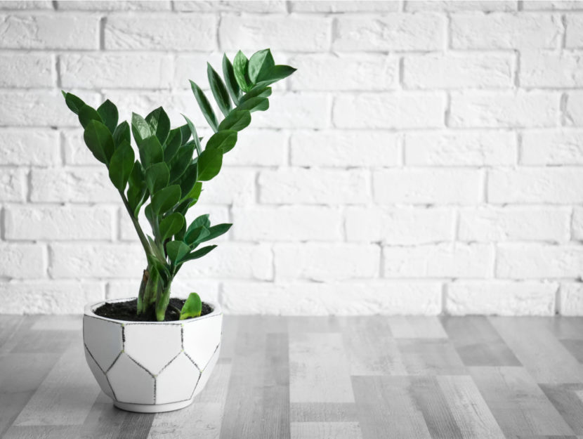 zamioculcas