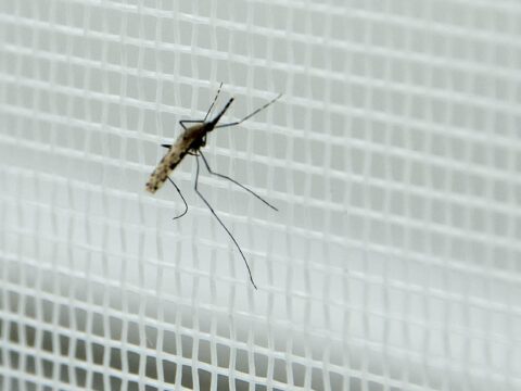 Malaria, le risposte ai dubbi sul contagio