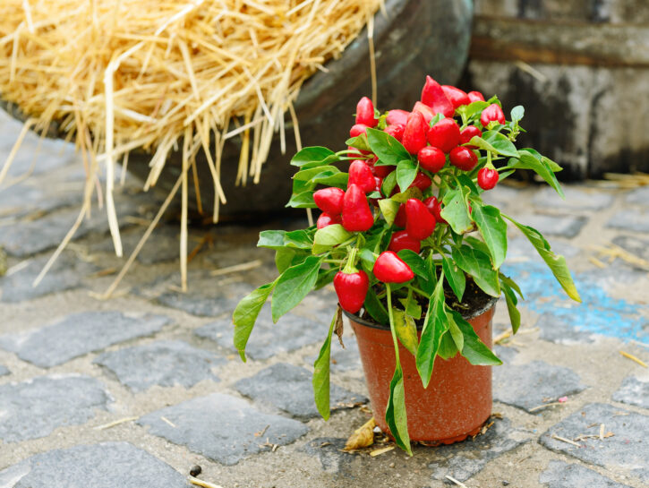 Peperoncino ornamentale