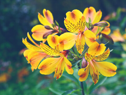 Buon umore con i fiori gialli autunnali