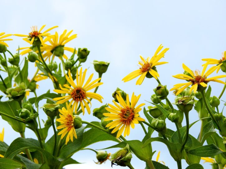 Buon Umore Con I Fiori Gialli Autunnali Donna Moderna