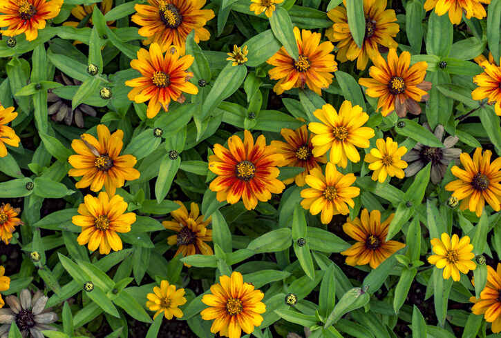 picture Fiori Gialli Spontanei Autunno buon umore con i fiori gialli autunnali