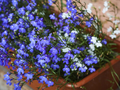 Fiori blu autunnali: il colore della gioia