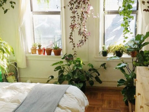 Le piante in camera da letto sono un'ottima idea ed ecco perché