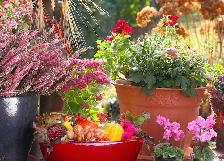 Fiori Da Balcone Invernali I Fiori Perenni E Non Donna Moderna