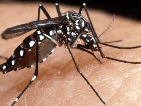 Chikungunya, la malattia trasmessa dalle zanzare infette