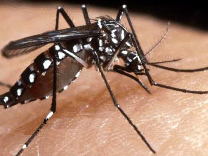 Chikungunya zanzara malattia