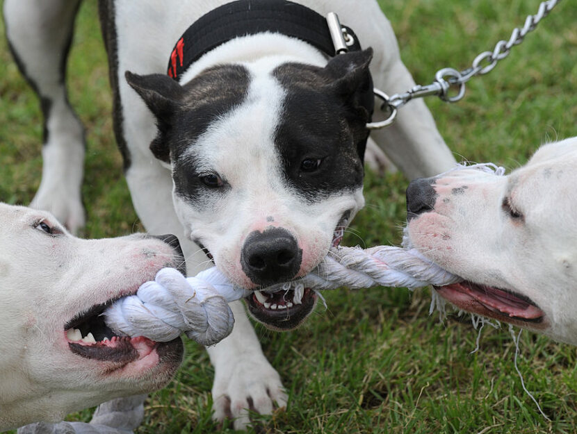 Pitbull cani morso allenamento