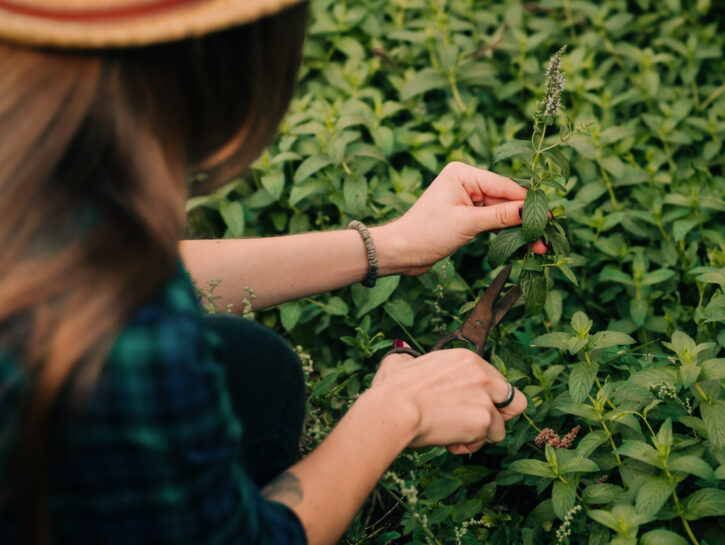 Menta sempre fresca? Ecco come conservarla nel modo giusto