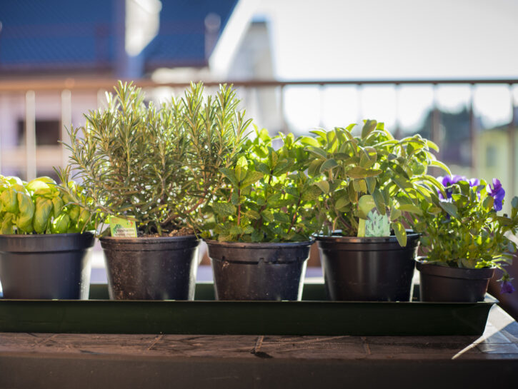 5 consigli per coltivare il basilico in terrazza