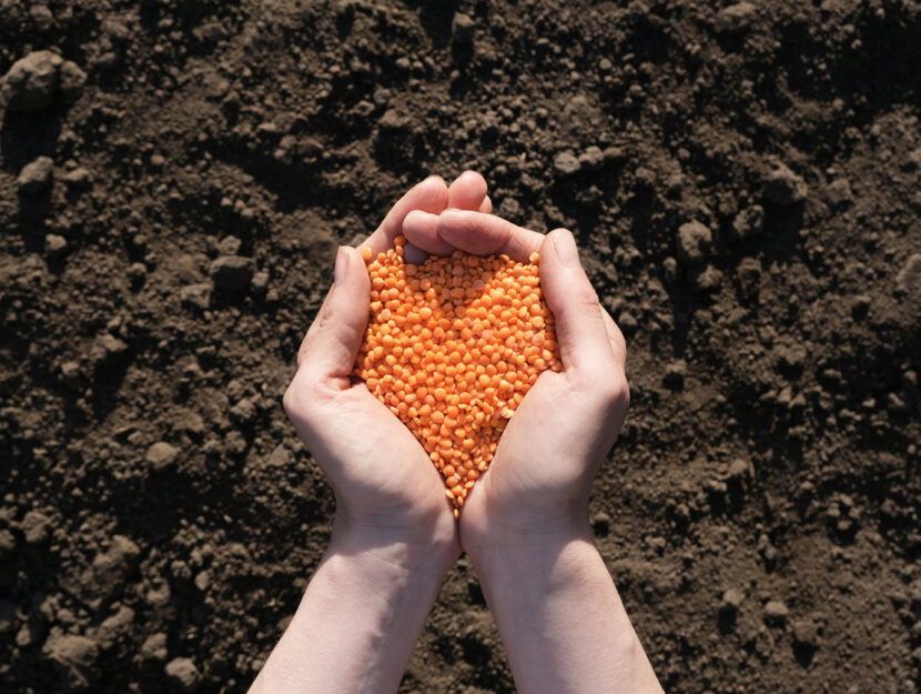 Come seminare e coltivare le lenticchie nell’orto e in casa