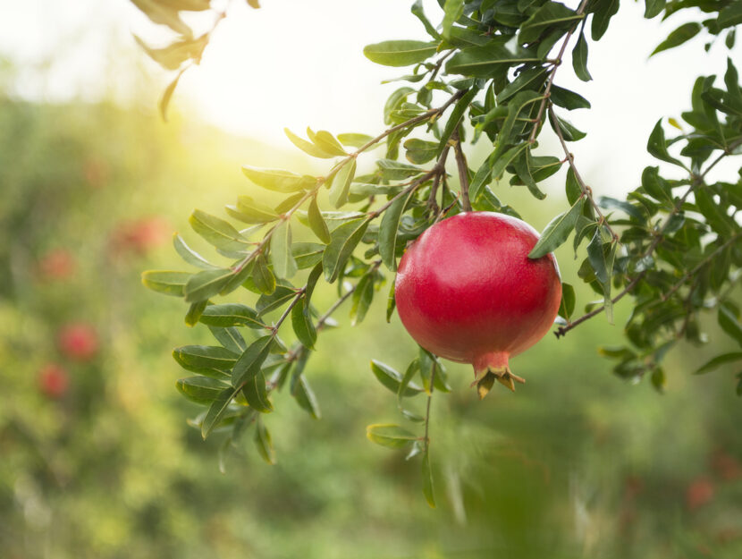 Come riprodurre per talea una pianta di melograno