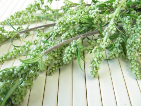 Artemisia: usi, proprietà e controindicazioni