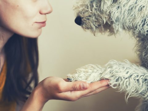 I cani capiscono se stiamo male?